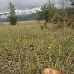 Lagosila Lorica